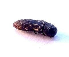 Acmaeodera signata gaerdesi