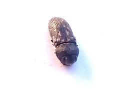 Acmaeodera signata gaerdesi