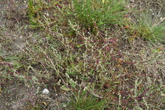 Atriplex intracontinentalis