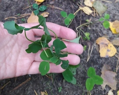 Trifolium hybridum