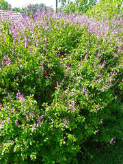 Ocimum labiatum