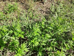 Artemisia vulgaris