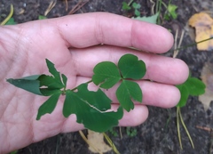 Trifolium hybridum