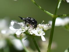 Hoshihananomia pseudoelegans