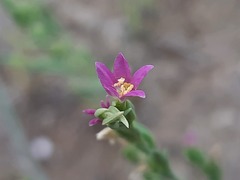 Schenkia spicata