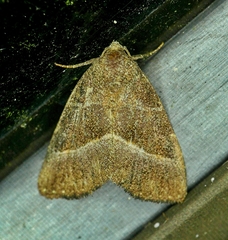 Ogdoconta altura