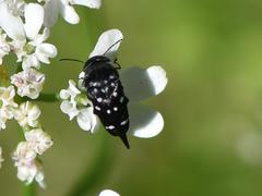 Hoshihananomia pseudoelegans
