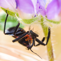 Apiomerus californicus