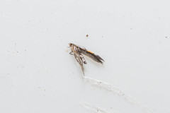 Cosmopterix pulchrimella