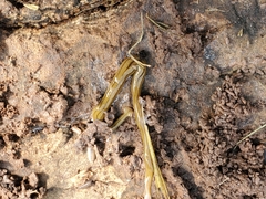 Diversibipalium multilineatum