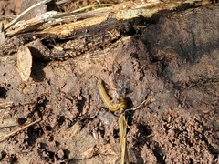 Diversibipalium multilineatum