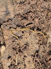 Diversibipalium multilineatum