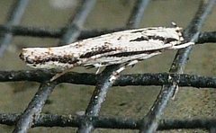 Melanocinclis lineigera