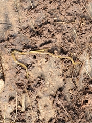 Diversibipalium multilineatum