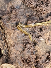 Diversibipalium multilineatum