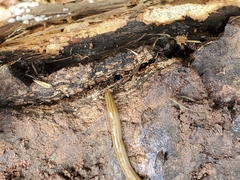 Diversibipalium multilineatum