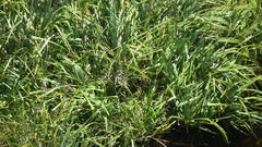 Cladium mariscus jamaicense
