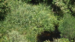 Cladium mariscus jamaicense