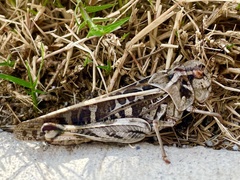 Hippiscus ocelote