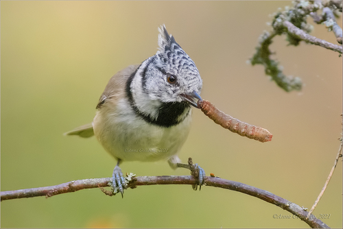 Crested Tit