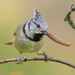 Crested Tit - Photo (c) Анна Голубева, some rights reserved (CC BY-NC-ND), uploaded by Анна Голубева