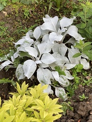 Magnoliopsida