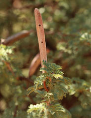 Vachellia hebeclada hebeclada