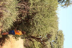 Vachellia hebeclada hebeclada