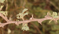 Vachellia hebeclada hebeclada