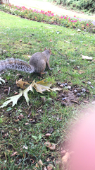 Sciurus carolinensis