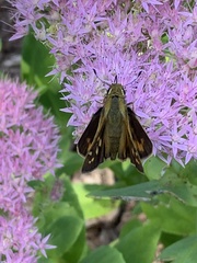 Atalopedes campestris