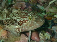 Clinus