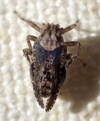 Danepteryx