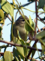 Vireo philadelphicus
