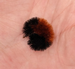 Pyrrharctia isabella