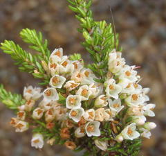 Erica tenuis