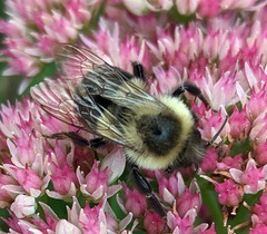 Bombus impatiens