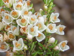 Erica tenuis