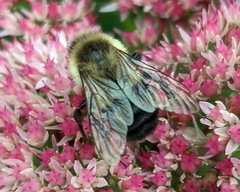 Bombus impatiens