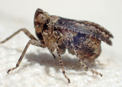 Danepteryx