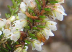 Erica tenuis