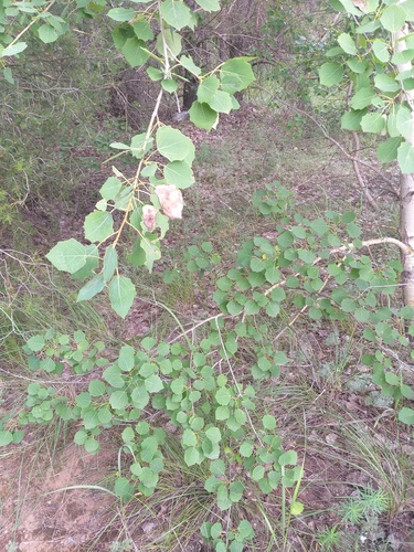 Populus tremula — photo 2