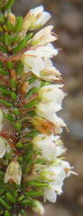 Erica tenuis