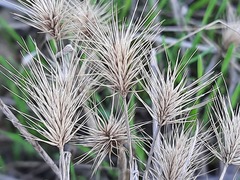 Hordeum geniculatum