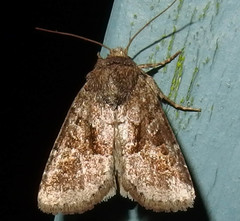 Oligia minuscula