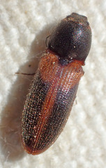 Tetralimonius ornatulus