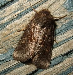 Oligia minuscula