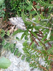 Xanthorhoe abrasaria