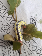 Truncaptera truncata