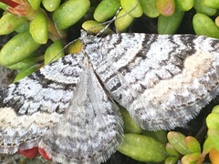 Xanthorhoe abrasaria